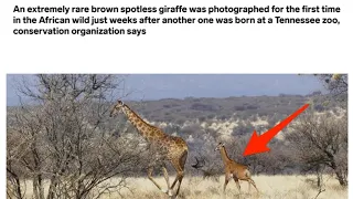 Rare spotless brown giraffe photographed for the first time in African wild • FRANCE 24 English