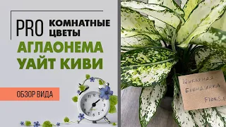 Аглаонема Уайт  Киви - нарядное пестрое комнатное растение | Как ухаживать за аглаонемой