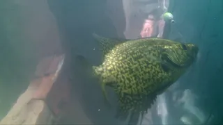 CRAPPIE TECHNIQUES -  UNDERWATER VIDEO - Part 1