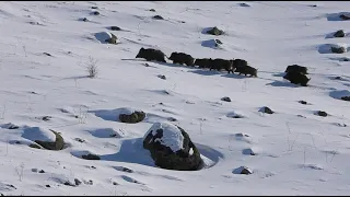 GREAT WİLD BOAR HUNTİNG İN THE SNOW| KARDA MÜKEMMEL DOMUZ AVI| CHASSE AU SANGLİER