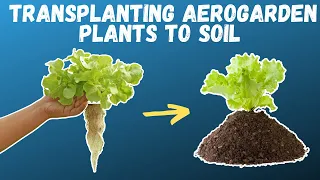 How to TRANSPLANT Aerogarden Herbs and Vegetables | Growing food in small spaces