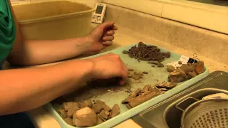 Inside the Archaeology Lab: Washing Artifacts