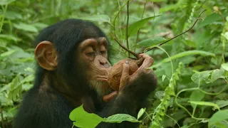 WODON, à l'école de la vie sauvage