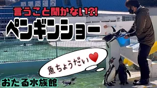 【小樽】おたる水族館で噂のペンギンショー🐧💕言うこと聞かない‼️止まらぬ食欲🐟我が道を行く可愛いトコトコ歩きの彼らに釘付け👀Otaru Aquarium【Hokkaido】