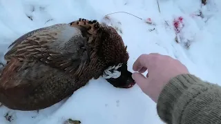 Winter pheasants Part 2 - Morten´s roosters - Tales From the Willows - Traditional Bowhunting