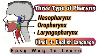 Study of Types of Pharynx | Respiratory System | Pt.12 | Medical Discovery
