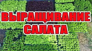 Выращивание салата ДОМА . Салат лолло бионда, ромен и лолло роса