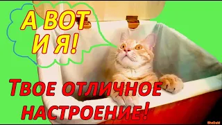 НАГЛЫЙ КОТ! СМЕШНОЙ КОТ😂 Отличного настроения! Котик на удачу Хорошего дня Смешные коты Ржачный кот🤣