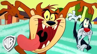 Looney Tunes en Latino | "Calamidad de Tasmania", con el Demonio de Tasmania