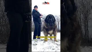 Caucasian Shepherd Dog - Beast from Georgia