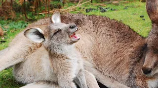 Adorable Baby Kangaroos (Joey) | Cute Kangaroo Joeys | The Cutest Baby Animals