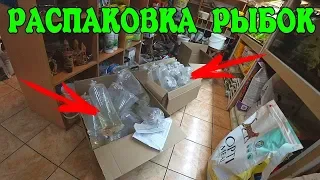 ТРИ КОРОБКИ С НОВОЙ РЫБКОЙ! РАСПАКОВКА!!!