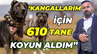 "Kurdun En Büyük Düşmanı Kangal Değil, İnsanoğlu" - AB Kangal Çiftliği / İsmail Özbek (3. Bölüm)