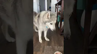 Stubborn Husky refuses to eat food with pill in it