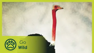 Wildest Africa - Go Wild