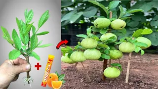 How to propagate guava trees at home in a highly effective and inexpensive way#plant #guava