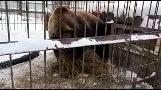 Медведь готовится к спячке