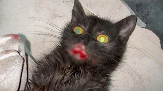 Rescued a stray kitten with an inflamed mouth, who could not eat anything for days, cared for him