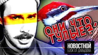 ПОЧЕМУ У ДЯТЛОВ НЕТ СОТРЯСЕНИЙ МОЗГА? || Сельдяной король || Японцы будут спать стоя