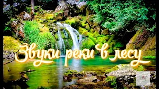 Звуки природы/ sounds of nature/ для души/ Meditation/ Relaxation/пение птиц/звуки ручья/ в лесу