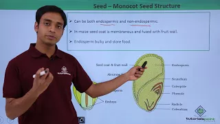 Class 11th – Seed – Monocot Seed Structure | Morphology of Flowering Plants | Tutorials Point