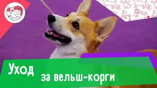 5 особенностей ухода за вельш-корги