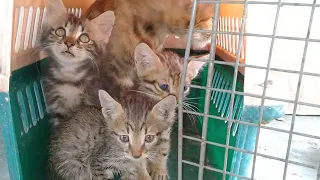 Mother Cat Has Adopted Sad Kitten And Giving Him Mother Feed