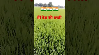 Mere desh ki dharti #shortsfeed #song 🇮🇳🇮🇳🇮🇳