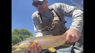 Found a SLOB of a Truckee River Brown Trout During the Lunch Hour