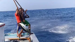 Yellowfin Tuna Fishing with Pole and Line