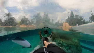 Dolphin Plunge (4K On-Ride) Aquatica Orlando