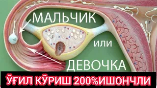 100% ЎҒИЛ КЎРИШ СИРИ