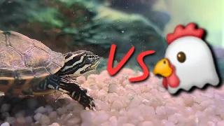🐢 over 🐓