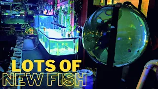 Lots of Fish Find Their Forever Home at the Rescue.