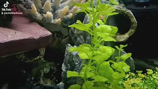crystal clear water in this beautiful tank
