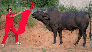 Will The Bull Attack Me? सांड को लाल कपड़ा दिखाने पे क्या होगा? 10 Myths in Real Life