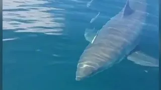 Great white shark gets really close to small boat