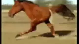 Retarded running horse 1 hour