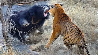 15 Animals That Could Defeat A Tiger