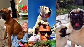 Dogs Videos But Try Not To Laugh🤣😂Part 97