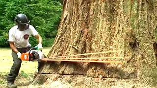 Dangerous Skill Huge Tree Cutting with Beast Chainsaw Machines, Fastest Biggest Felling Tree Skill
