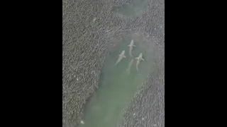 Акулы 🦈  🦈  🦈 среди рыб