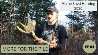 MORE MOOSE SHEDS -- Maine Shed Hunting 2020 EP 04 -- Beyond the Boundaries
