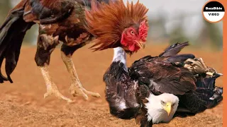 Can The Eagle Belongs To The Rooster