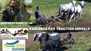 Fauchage par Traction Animale avec Jérémie et Estelle - La Petite ferme de Chameil à Avèze (63)