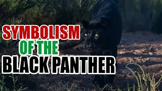 Black Panther – Spirit Animal, Symbolism and Meaning - Sign Meaning