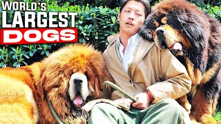 Top 10 Largest Dog Breeds in the World 2023 | Big Dogs That Will Leave You in Awe