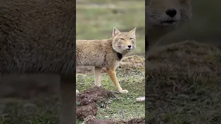 The distinctive appearance of the Tibetan fox