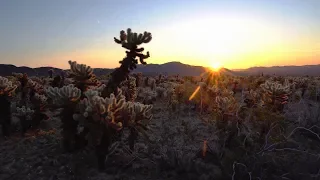 Landscape and night sky photography in Joshua Tree National Park