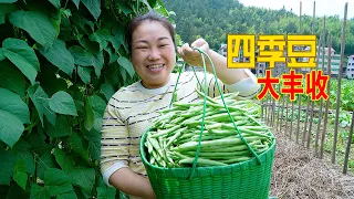 今天大收穫，摘了14斤豆子，媳婦開心得合不攏嘴 | Many people will cook beans like this! Simple and delicious